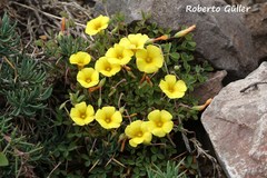 Oxalis cinerea