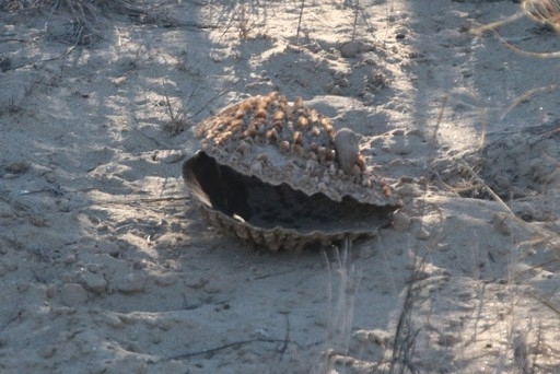 Atrina tuberculosa