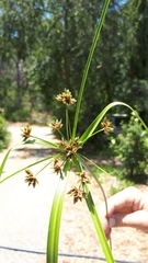 Cyperus vaginatus