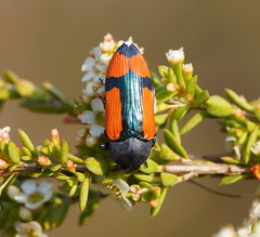Castiarina skusei