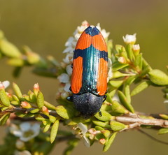 Castiarina skusei