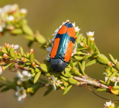 Castiarina skusei