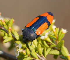 Castiarina skusei
