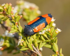Castiarina skusei