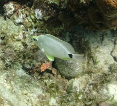 Hypoplectrus unicolor