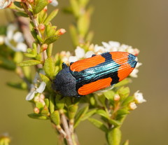 Castiarina skusei