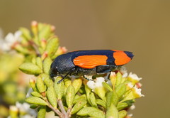 Castiarina skusei