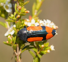 Castiarina skusei