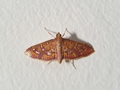 Ischnurges gratiosalis