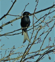 Dicrurus adsimilis fugax