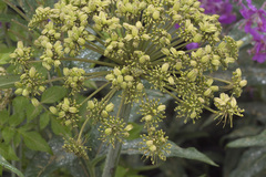 Angelica gmelinii
