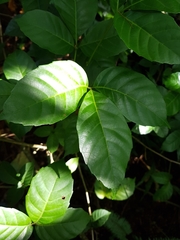 Allophylus timorensis