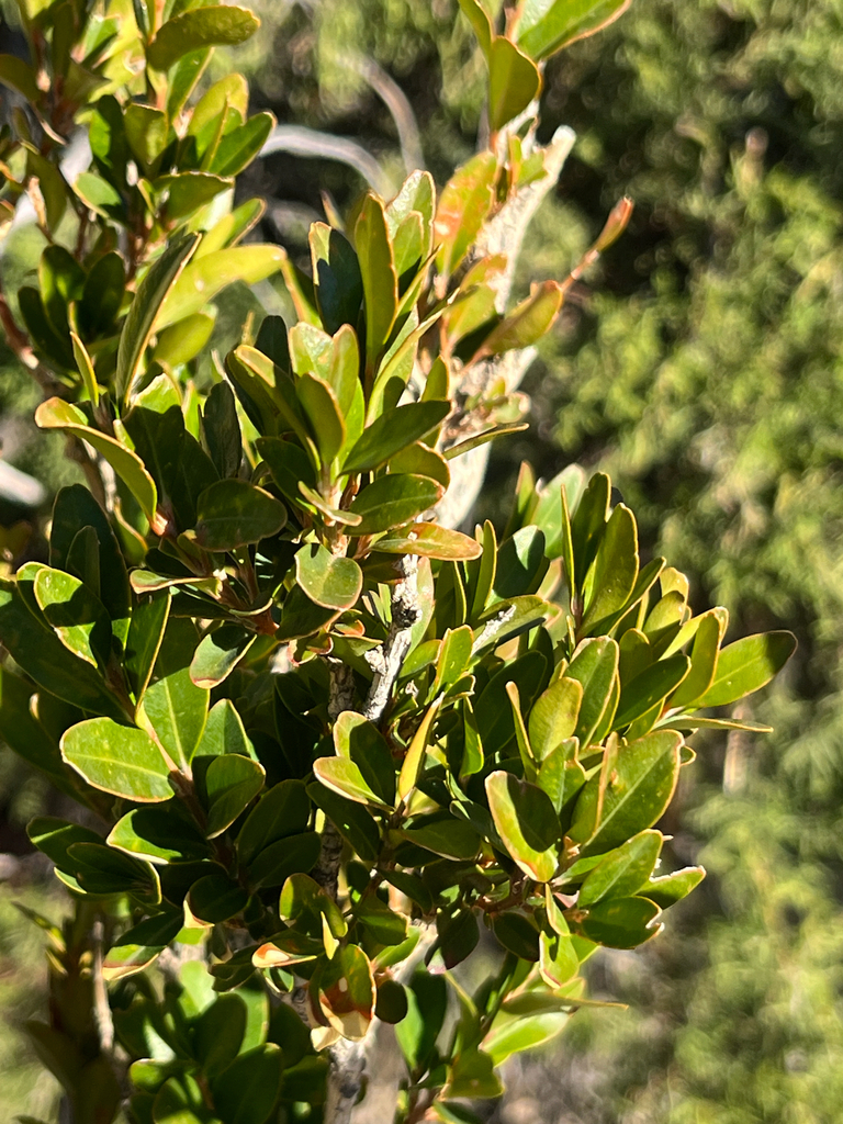 Buxus sempervirens