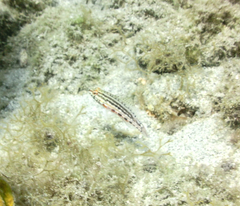 Serranus baldwini