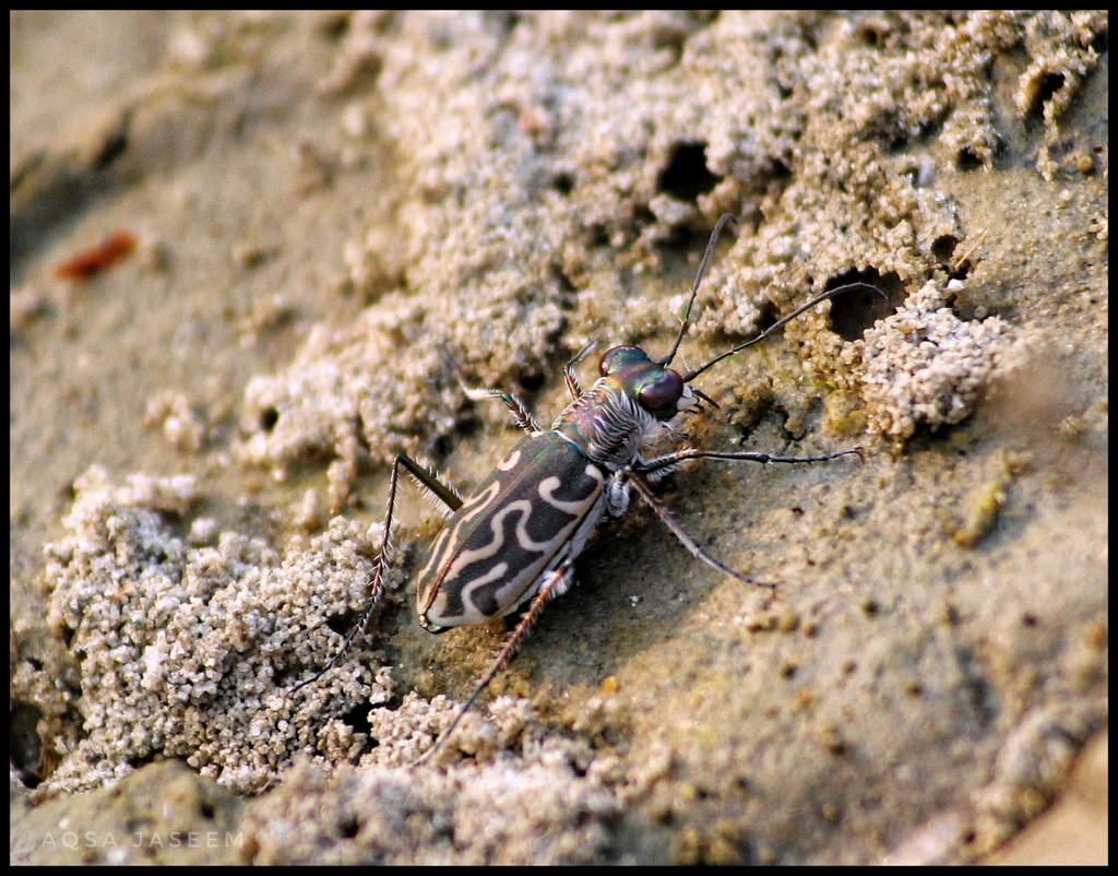 Cylindera venosa