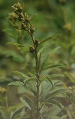 Decaschistia trilobata