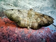Anticarsia irrorata