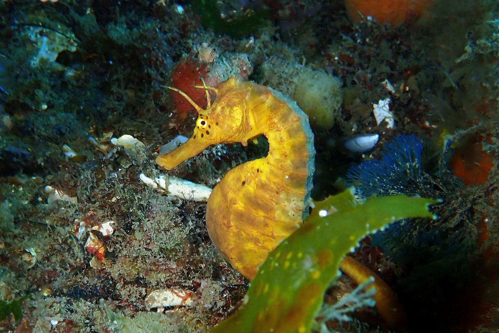 File:Cavalo Marinho (Hippocampus) - Aquário de São Paulo - panoramio.jpg -  Wikimedia Commons