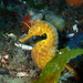 Bigbelly Seahorse - Photo (c) Sascha Schulz, some rights reserved (CC BY-NC), uploaded by Sascha Schulz