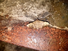Anticarsia irrorata