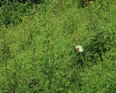 Decaschistia trilobata