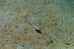 Nesogobius
