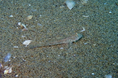 Nesogobius