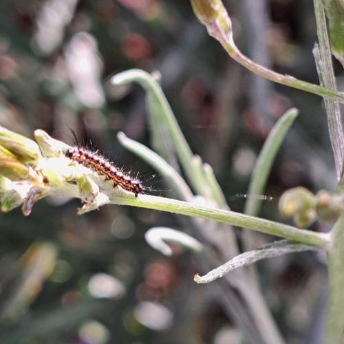 Australian magpie moth photo 5