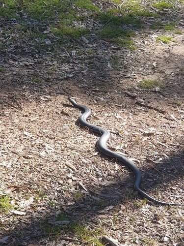 Red-bellied Black Snake sighting
