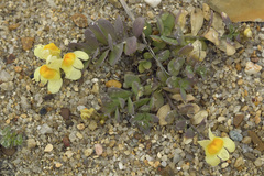 Linaria japonica