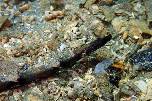 Ringback pipefish (Stipecampus cristatus) — Syngnathidae — 5