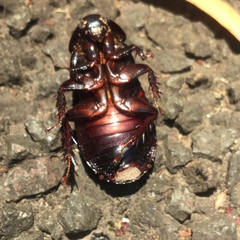 Panesthiinae