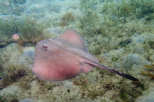Eastern Shovelnose Stingaree, Victoria, Australia, photo 10 of 10