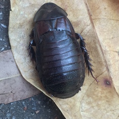 Panesthiinae
