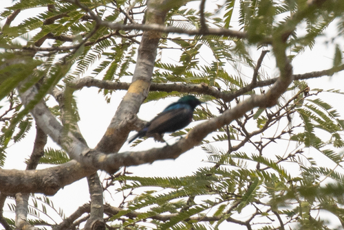 Shelley's Sunbird (Cinnyris shelleyi), photo 2