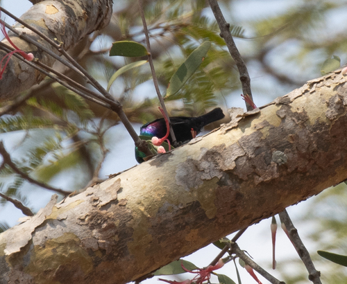 Shelley's Sunbird (Cinnyris shelleyi)