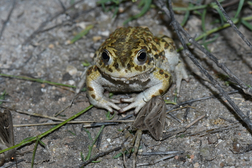 Mongolian Toad