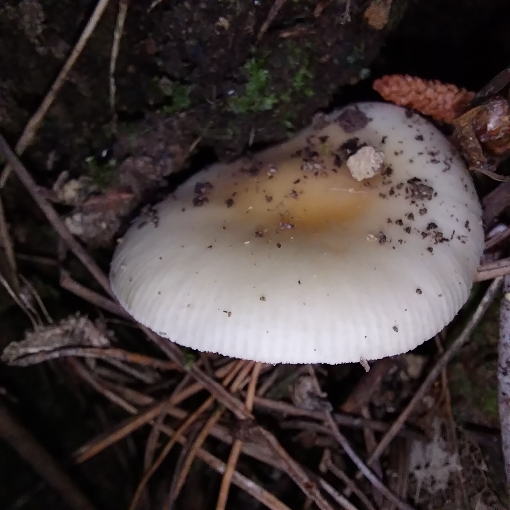 Amanita junquillea · October 2025 · photo: © kiwialli (iNaturalist, cc-by)