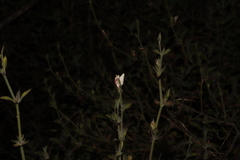 Carlowrightia arizonica
