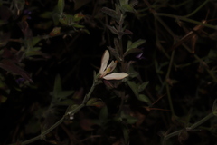 Carlowrightia arizonica