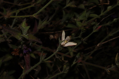 Carlowrightia arizonica