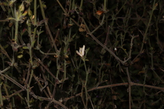 Carlowrightia arizonica