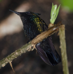 Orthorhyncus cristatus