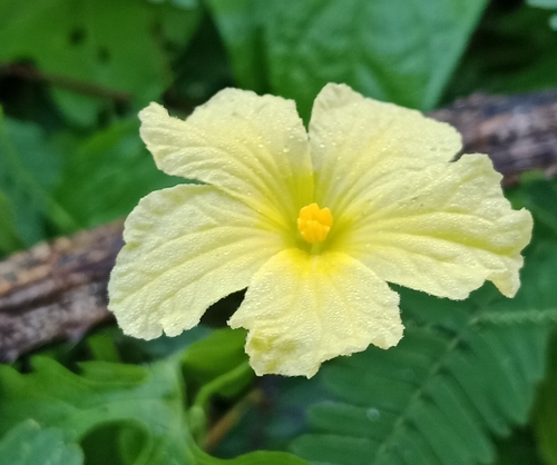Momordica charantia