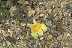 Linaria japonica