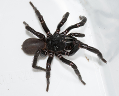 Hadronyche adelaidensis