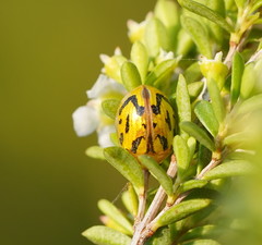 Paropsisterna obliterata
