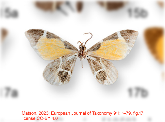 Stamnodes ceniza