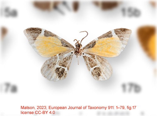 Stamnodes ceniza