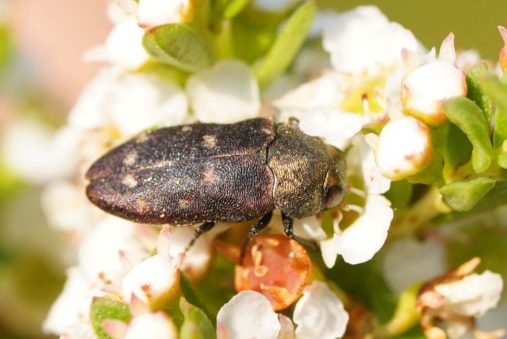 Pachycisseis